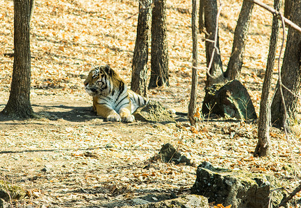 乌苏里虎躺在自己的小径附近的森林里。