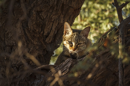 南非 Kgalagadi 跨境公园的南部非洲野猫