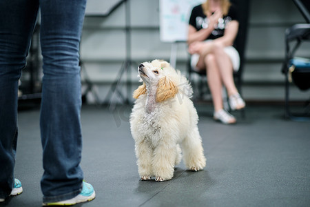 一位专业训练师在锻炼时吸引了一只贵宾犬的注意力