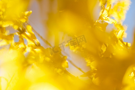 美丽的黄色花朵和蓝天作为背景