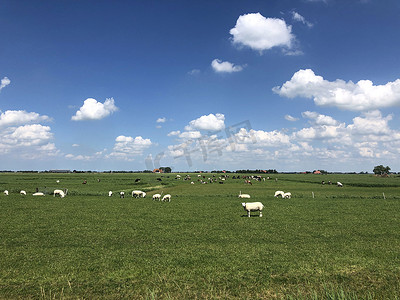 哈特沃德周围的羊和牛