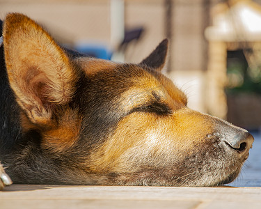 美丽的狗肖像头像特写，在早晨的阳光下睡觉和躺在花园里。