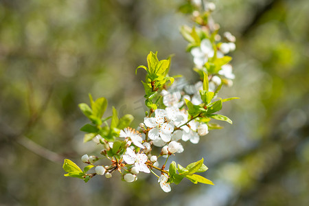 许多花摄影照片_苹果在春天开花在模糊的背景上。苹果树的分支有许多花的。树 btanch 上的白花。