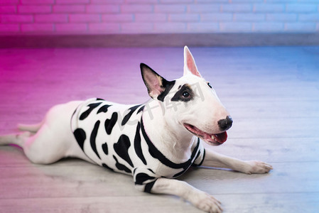 紫色衣服摄影照片_一只穿着斑点狗衣服的白色斗牛犬靠在霓虹粉色和蓝色色调的砖墙上
