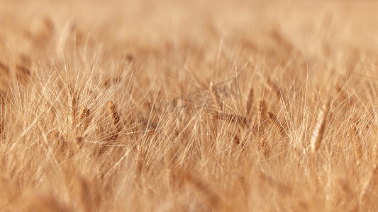 麦穗在田野里，食物背景。