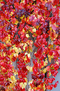 两层乡间别墅正面的红色和金色 Parthenocissus tricuspidata Veitchii 或波士顿常春藤。