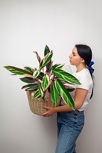 红色盆栽植物摄影照片_女孩拿着 Stromanthe 三色盆栽植物反对白墙背景。
