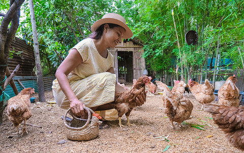 农场鸡摄影照片_泰国生态农场寄宿家庭的亚洲妇女在农场喂鸡