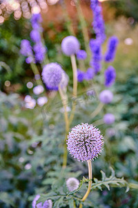 地球紫色摄影照片_紫色的地球蓟花生长在夏季花园中。