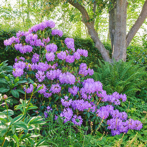 紫色杜鹃花生长在花园或森林外面阳光下的树下。