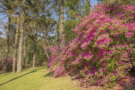 杜鹃花盛开的景观 — 格拉玛多，南里奥格兰德州，巴西南部