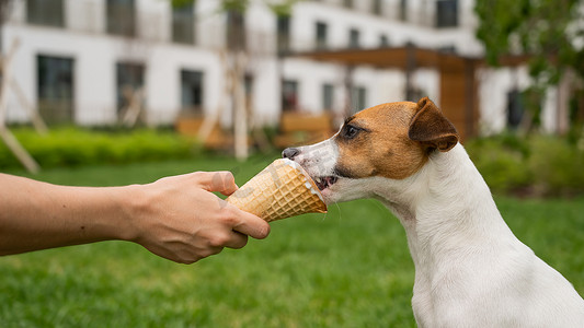 女人在炎热的夏日用冰淇淋甜筒喂杰克罗素梗犬。