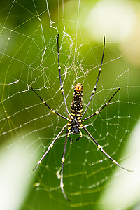 北方金球织虫或巨型金球织虫（Nephila pilipes），腹侧。