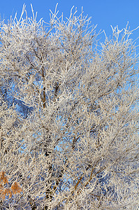 白蜡树的树枝上挂满了霜，在蓝天的映衬下，明亮而温柔的阳光照亮了它。