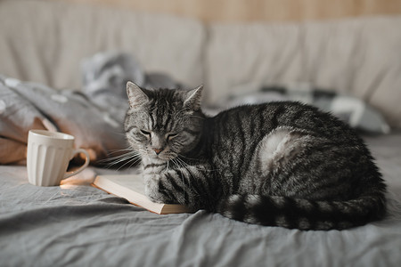 有趣的苏格兰直猫拿着一本书躺在床上