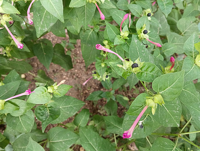 Mirabilis jalap 或 4 点钟植物或秘鲁的奇迹，有粉红色的花朵和黑色的种子