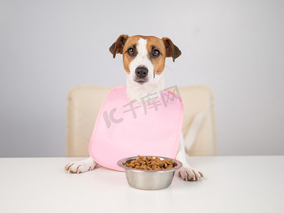 狗杰克罗素梗在粉红色围嘴的餐桌上。