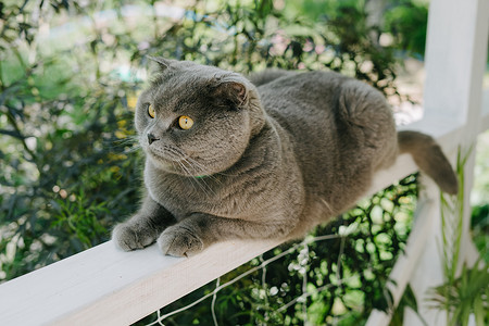 Grey Shotlad 猫坐在露台的栅栏上。