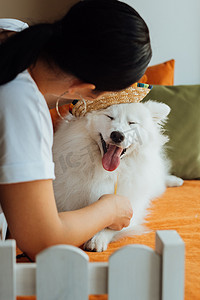雪白的狗繁殖日本斯皮茨，带着宽边帽微笑，女人准备她的宠物拍照