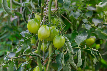 温室灌木丛上的绿色西红柿。