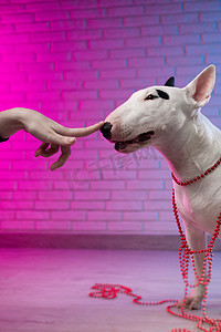 一只人手触摸一只白色斗牛犬的鼻子，背景是霓虹粉色和蓝色的砖墙