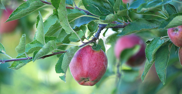 果园树枝上的苹果