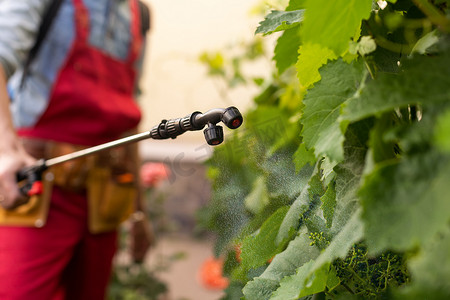 雾摄影照片_穿着专业工作服的男子在葡萄叶上喷洒农药。