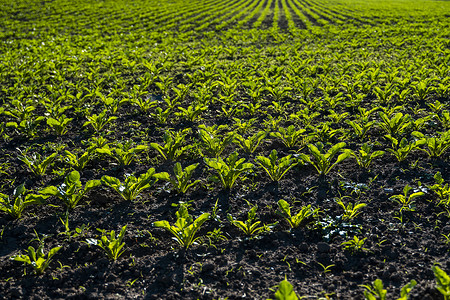 从农田的角度来看，在土壤中生长的直排甜菜。