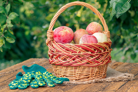刚在柳条篮里摘苹果，在伍德上戴花园手套