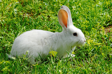 白色兔子摄影照片_白兔子