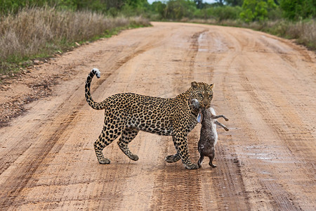 豹 (Panthera pardus) 与野兔 (Lepus saxatilis) 猎物 15170