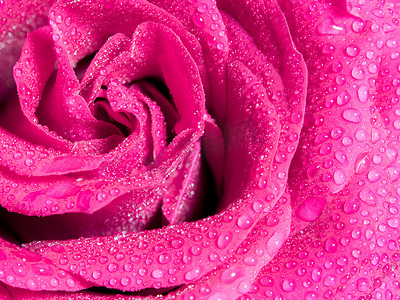 粉红玫瑰的甜美色彩，浪漫色彩的天然花卉背景