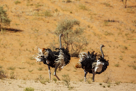 沙漠游戏摄影照片_南非 Kgalagadi 跨境公园的非洲鸵鸟