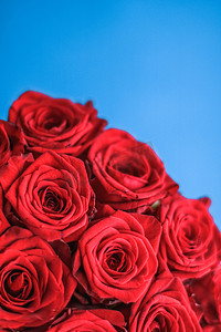 蓝色花束摄影照片_蓝色背景中的豪华红玫瑰花束，鲜花作为节日礼物