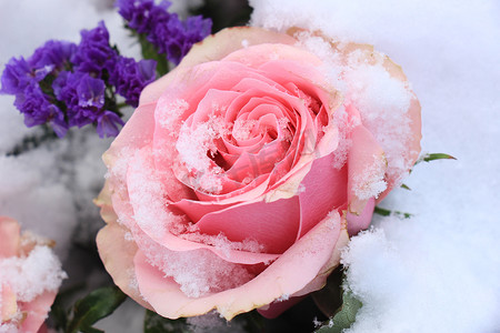 新雪中的淡粉色玫瑰