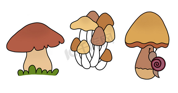 生蚝图标摄影照片_收集涂鸦集三种蘑菇：牛肝菌、牡蛎、牛肝菌