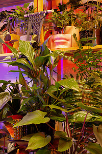 一家花店的图片，里面有异国情调的盆栽植物。
