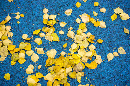 俄罗斯沃罗涅日市水坑里的黄秋叶、雨滴痕迹和树木倒影