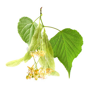 菩提树摄影照片_菩提树 (Tilia cordata) 叶子和花朵，隔离在白色