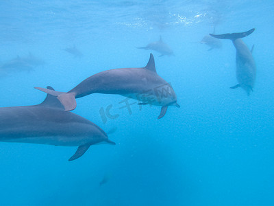 成群的海豚在马尔代夫马富士岛附近的蓝色海水中嬉戏