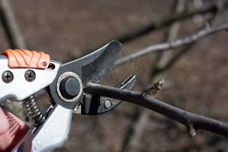 用剪枝机对果树上的树枝进行季节性修剪。
