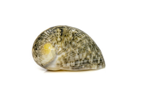 nerita chamaeleon sea snail 的图像是海蜗牛的一种，是 neritidae 科的一种海洋腹足类软体动物。