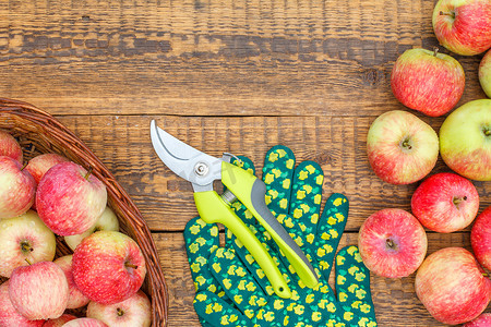 旧木板上的红苹果，戴着花园手套和修剪器。