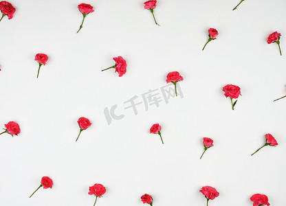 白色背景中粉红色玫瑰盛开的花蕾