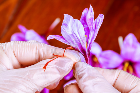 香线摄影照片_将藏红花线与花的其余部分分离的过程。