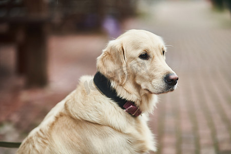 宠物项圈摄影照片_有项圈的金拉布拉多猎犬坐在街道上。