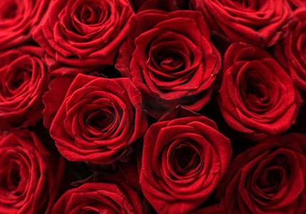 华丽的红玫瑰花束，盛开的花朵作为花卉节日背景
