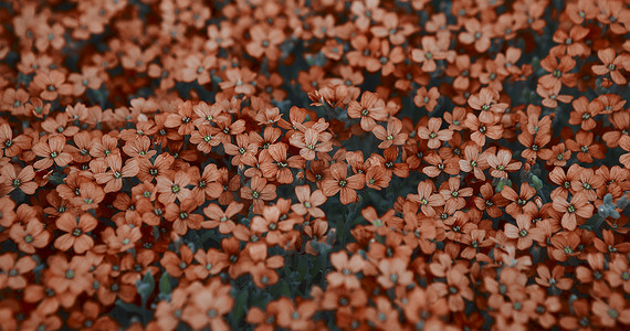 浅棕色苔藓福禄考花和深橙色苔藓