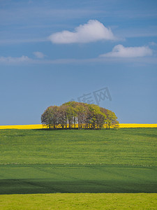 田野春天摄影照片_威尔特郡埃夫伯里的绿色田野、树木和黄色油菜籽的春天景色