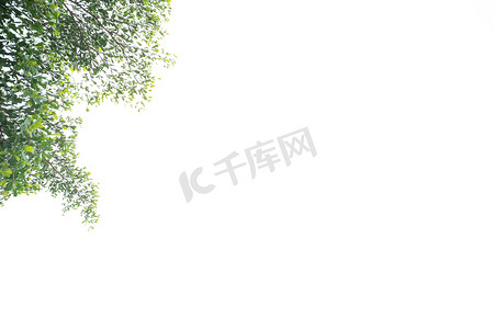 绿叶植物树隔离在白色背景自然前景自然摄影的想法